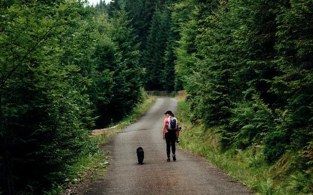 Camping Que Admiten Perros Campings Con Mascotas