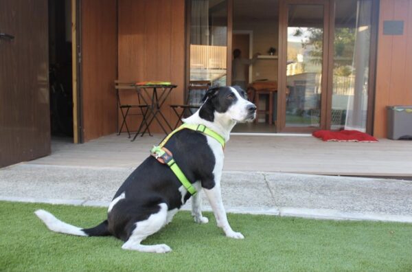 ¿Por qué es mejor un bungalow que un hotel?