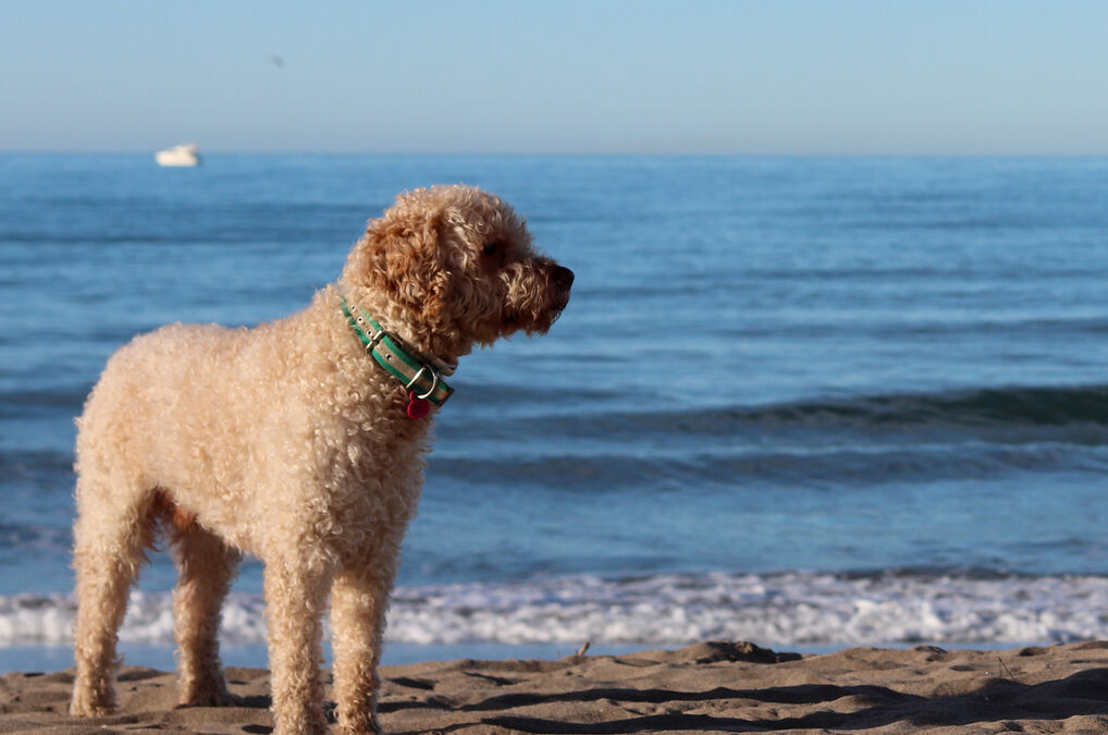 Playas caninas en la provincia de Málaga