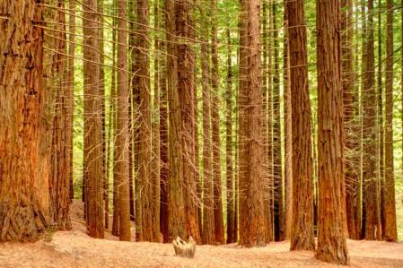 Bosques de Secuoyas, el río Asón y Castro Urdiales