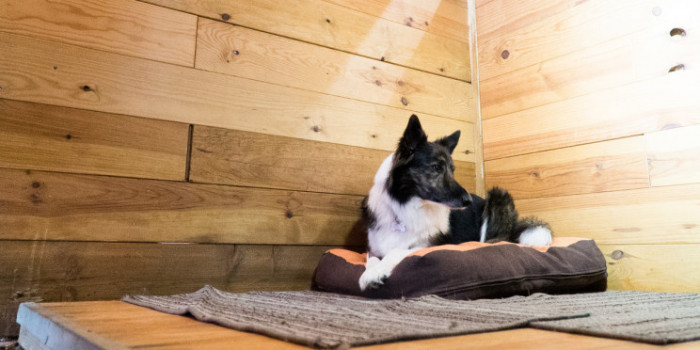 ¿Por qué elegir una casa rural para viajar con mascota?