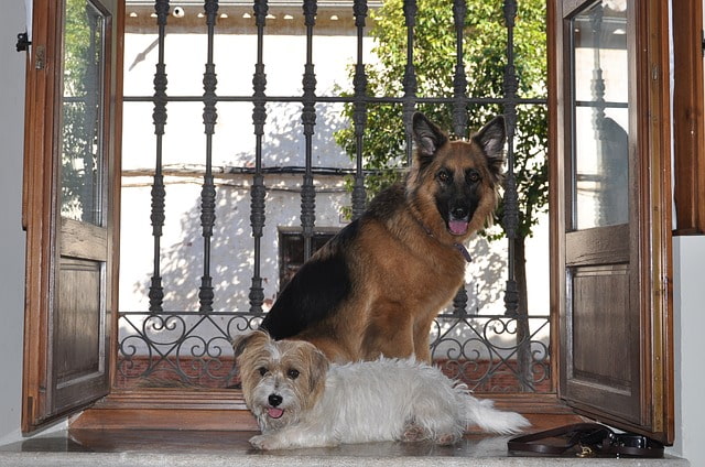 ¿Dónde ir de vacaciones con perro?