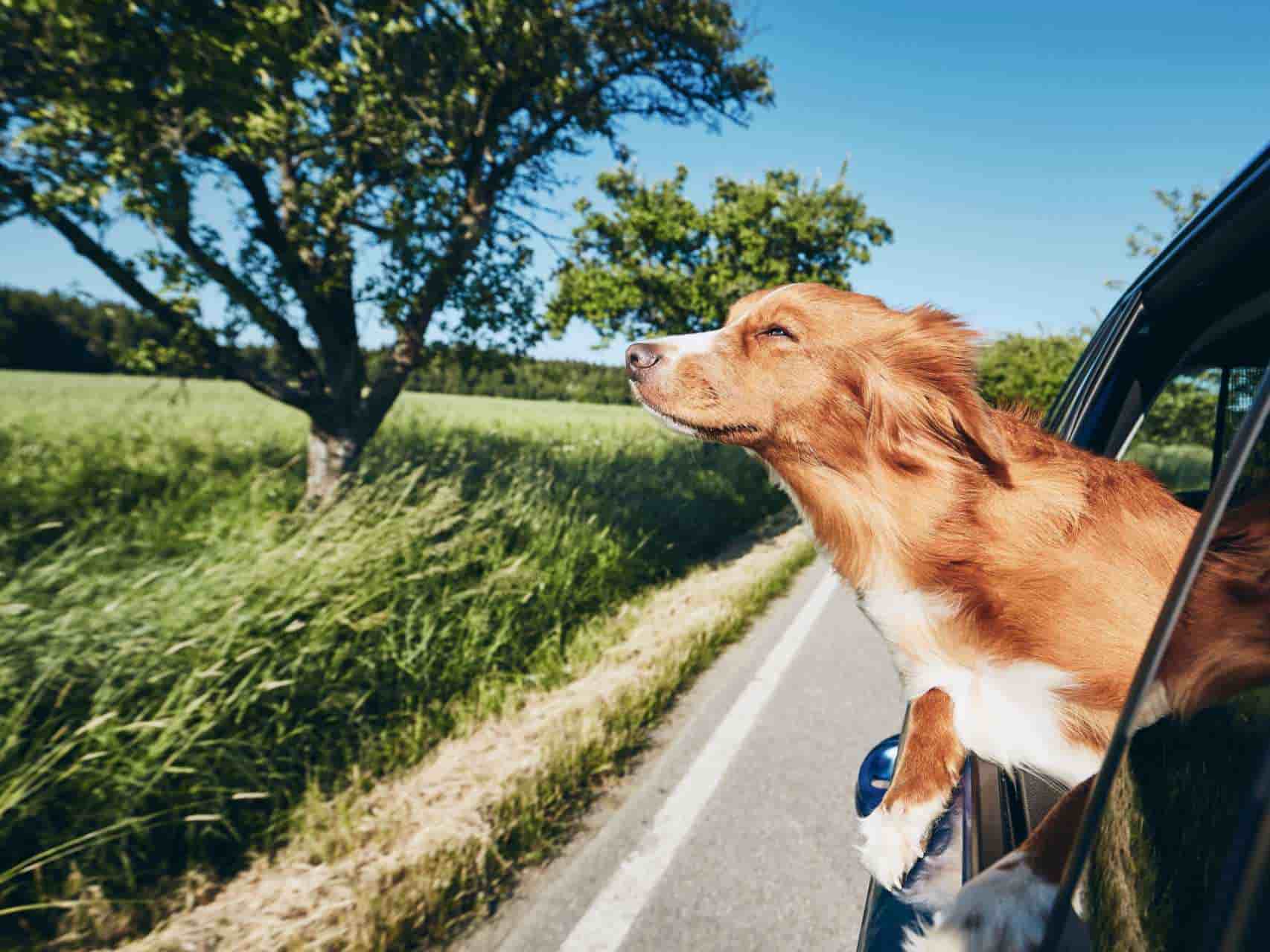 Oferta hotelera pet-friendly en Galicia.