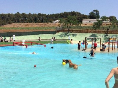 Aquapark Canino Perros al agua