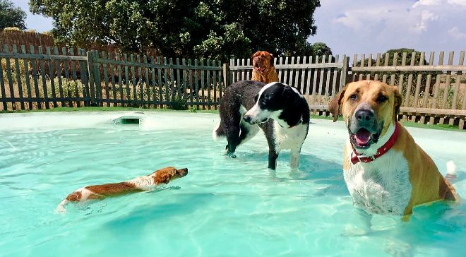Hoteles con piscinas para perros