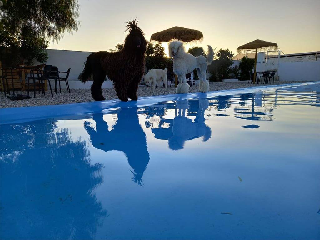 Didugal Resort All in Working Dog