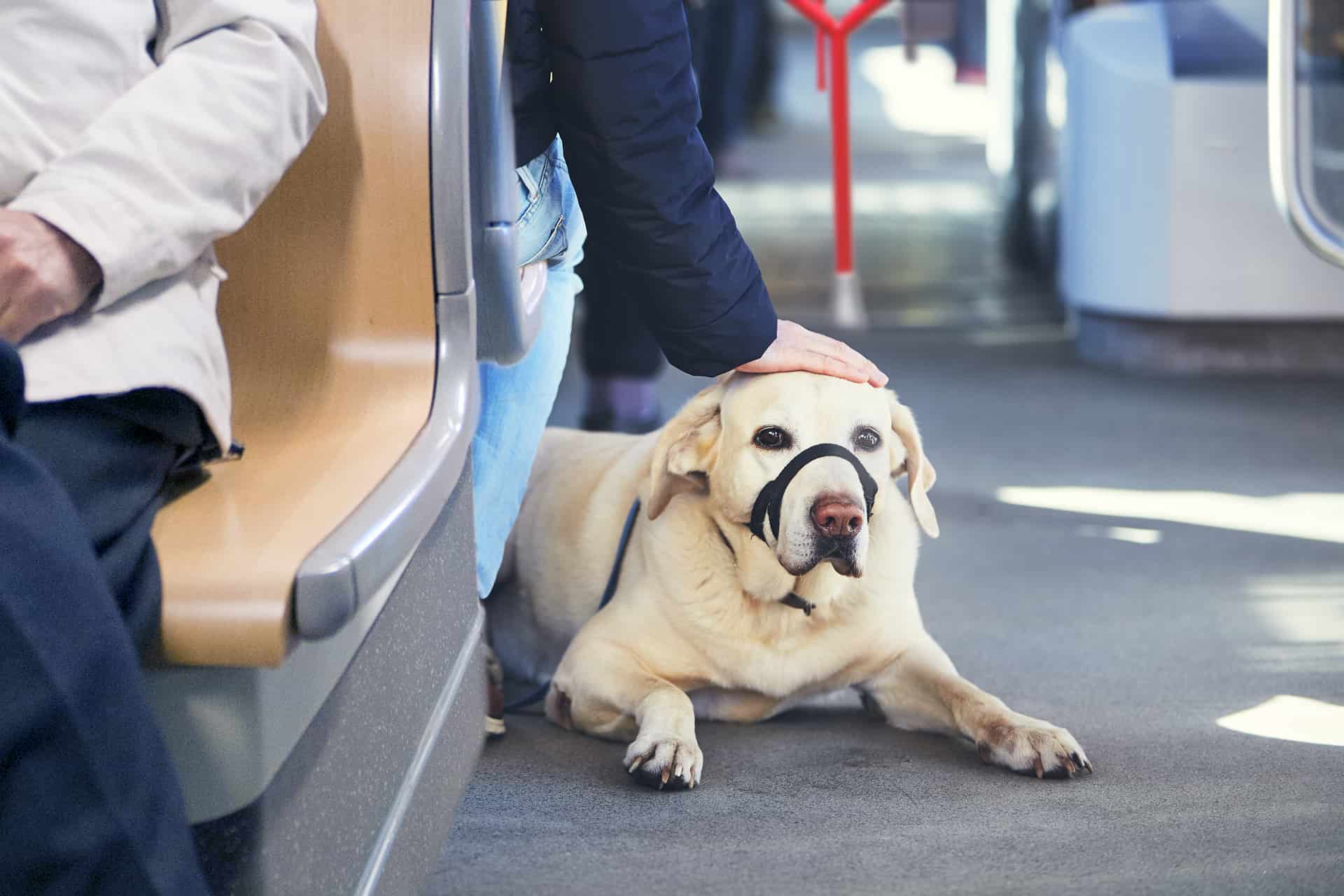 Qué hacer con perro en la ciudad de Zaragoza