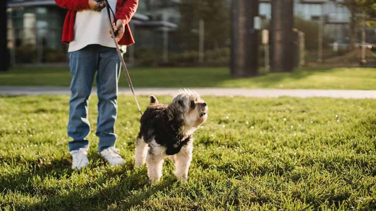 Rutas y escapadas por la provincia de Zaragoza con tu perro