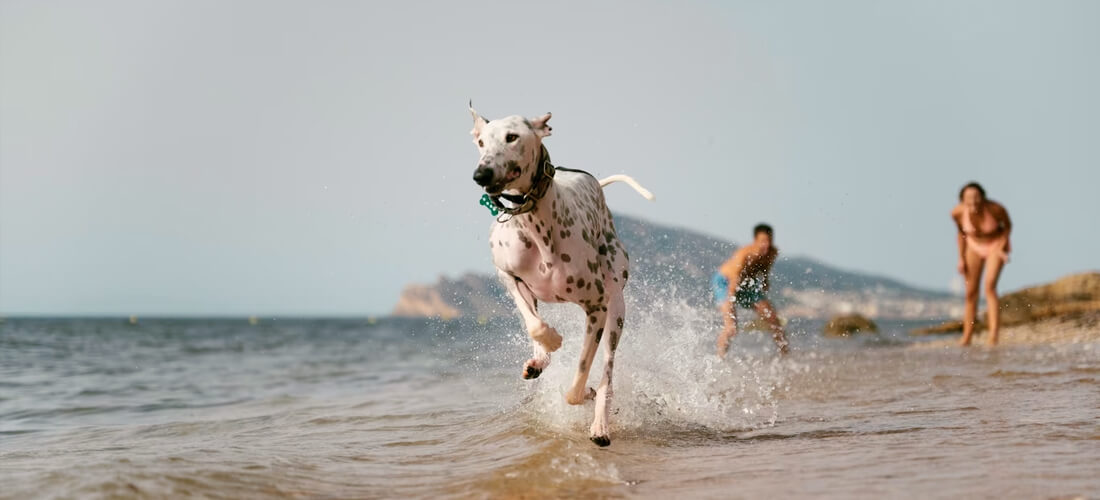7. Playa canina de Ares, Ares (A Coruña)