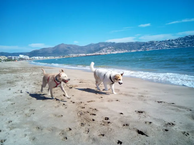 Hoteles que admiten mascotas y perros en Catalunya