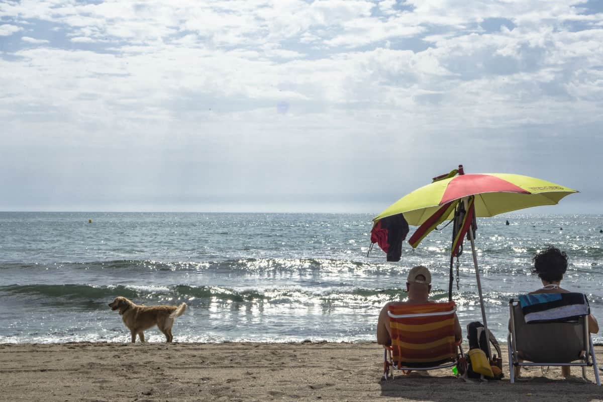 Pantano Novio gritar Playas para Perros en España 2023 ❤️ | Mapa Playas Caninas