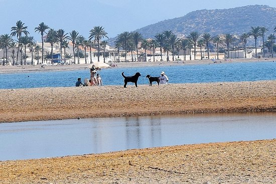 Playa canina de Las Moreras