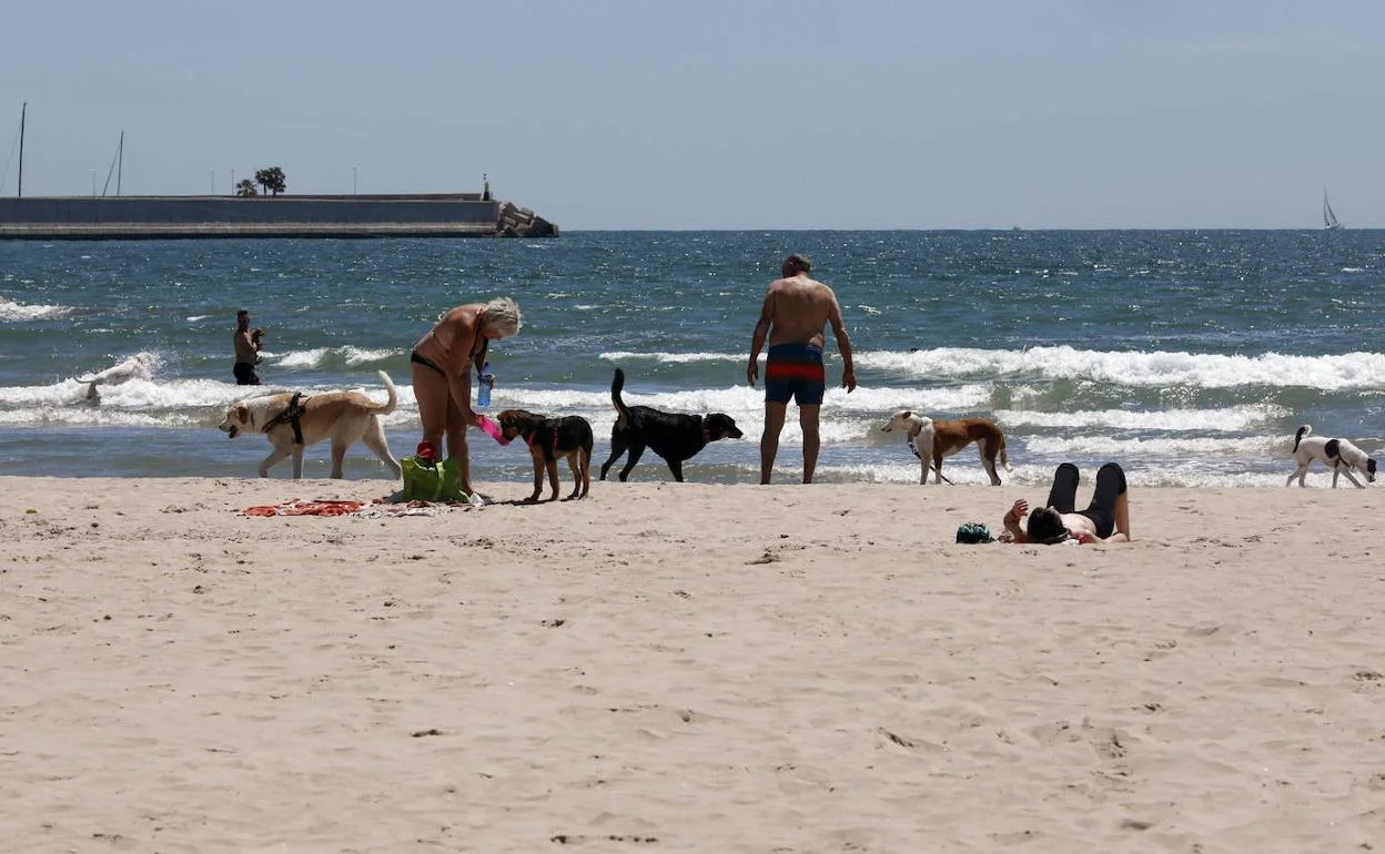 Playa canina del Playón de Bayas