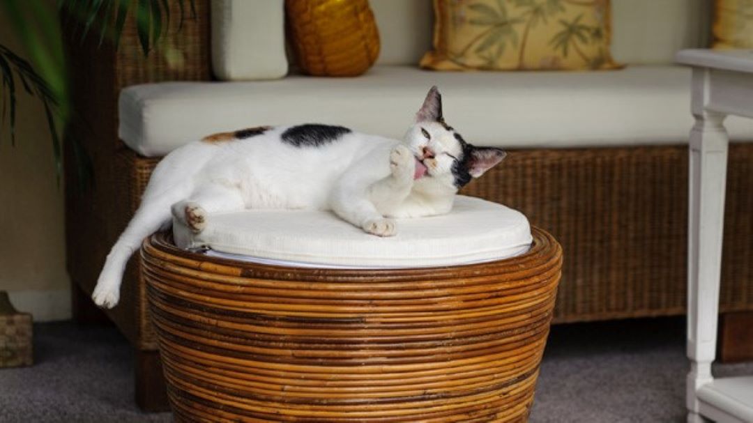 Casas rurales con gatos