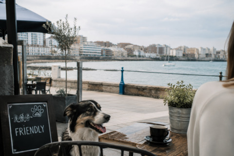 Bares que admiten mascotas en Cantabria.