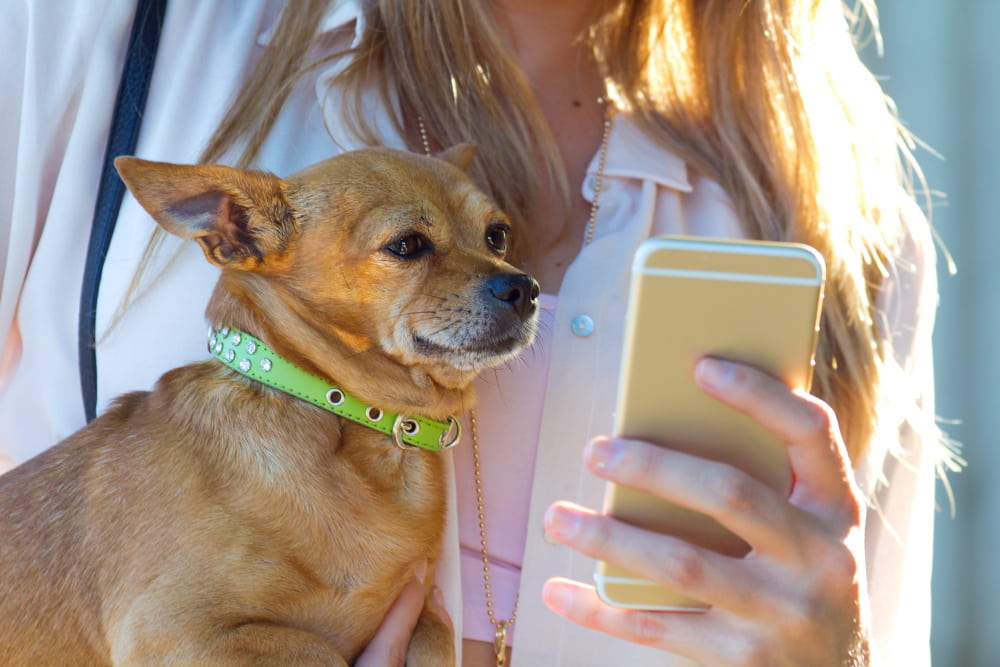 Apps para cuidar a perros
