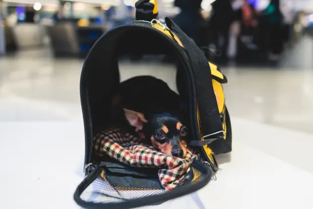 Por qué en pueblos pequeños el filtro “pet-friendly” se queda en blanco.