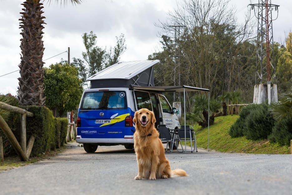 Aceite CBD para perros.