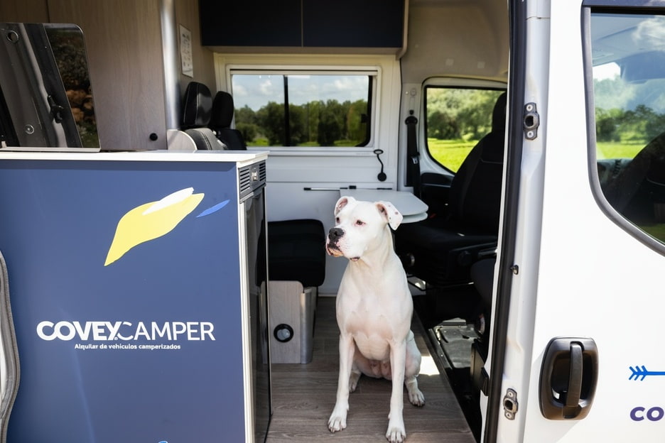 Por qué alquilar una camper es la mejor forma de viajar con tu perro.