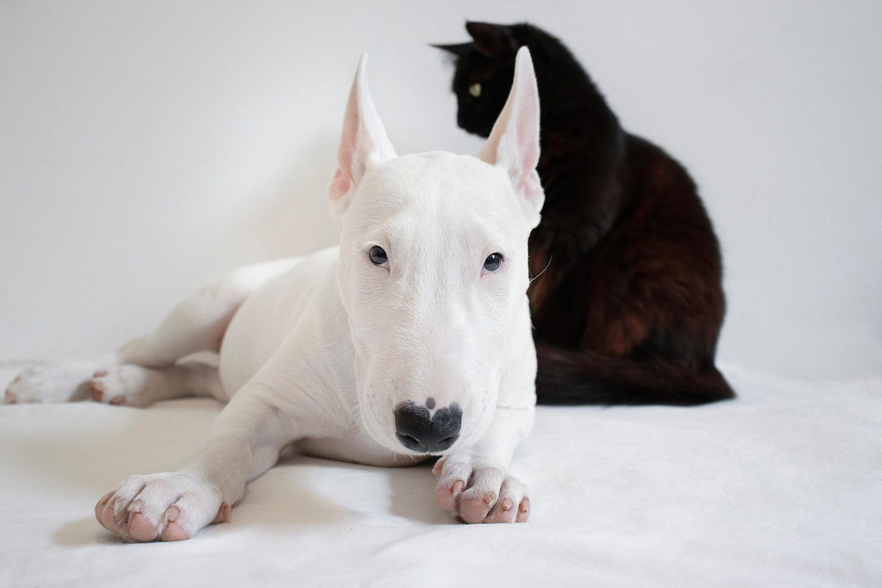 Bull Terrier Mini.