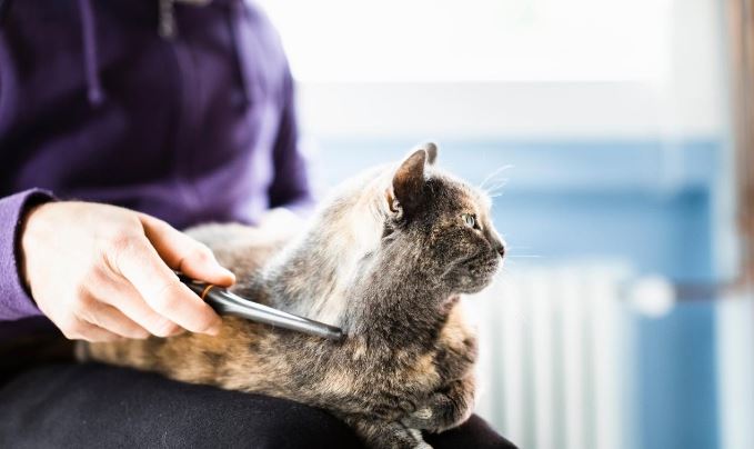 ¿Qué es una catsitter?