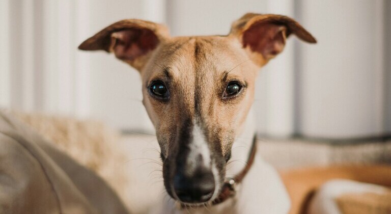 Como limpiar las orejas al perro
