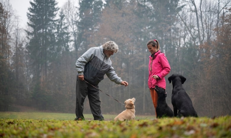 Mejora la conducta de tu perro con expertos adiestradores