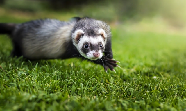El caso REIAC en mascotas