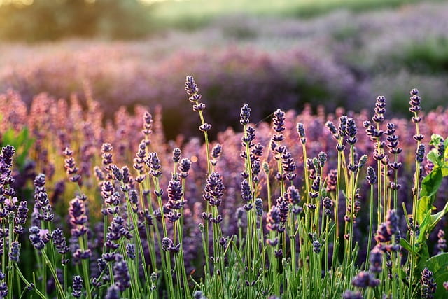 Jardines florales aptos para mascotas