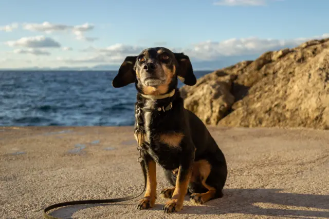 ¿Unas vacaciones en Mallorca?