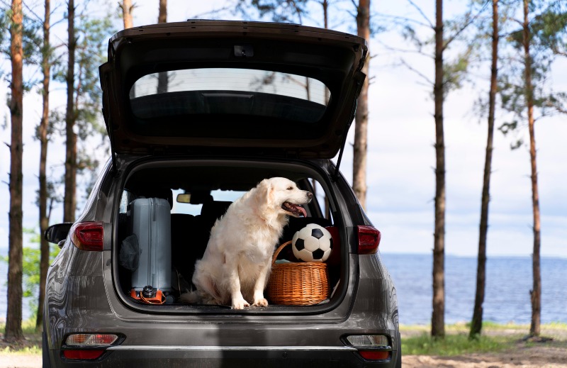 Mantener la rutina de tu perro en vacaciones.