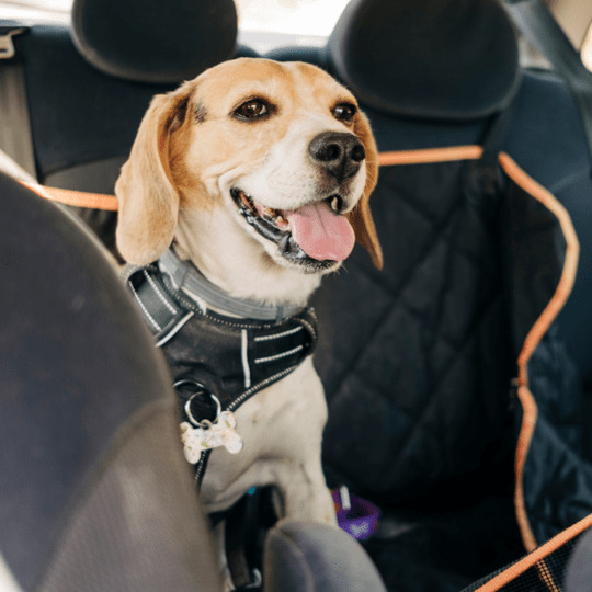 mi perro vomita en el coche
