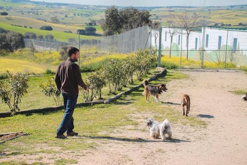 ¿No puedes viajar con tu perro?