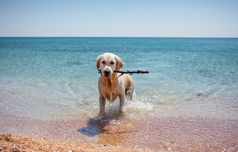 Adoptar un perro en España
