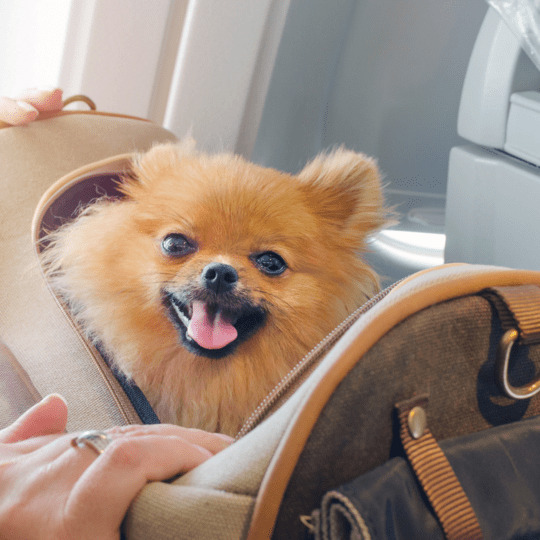 se puede viajar en avion con perros
