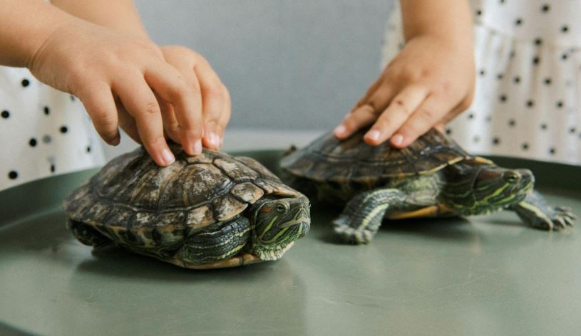 ¿Qué comen los reptiles?