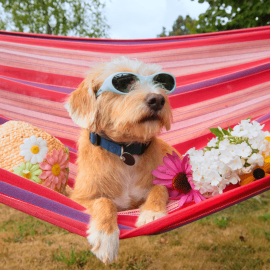 vacaciones con mi perro