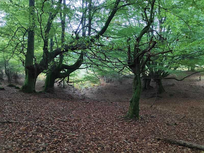 Gorbea en Bizkaia y Álava