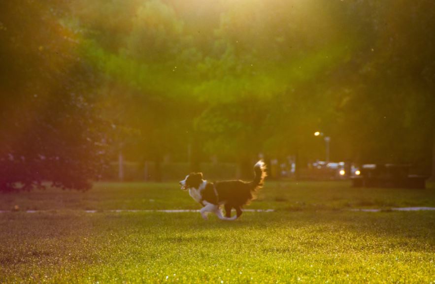 Alojarse en Ámsterdam con tu amigo peludo.