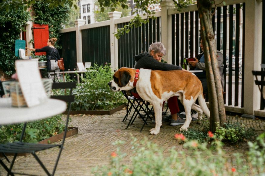 Ámsterdam con perro