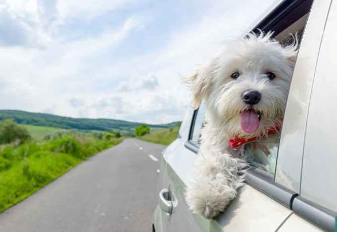 Guía para viajar con perro