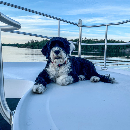 viajar con perro en barco