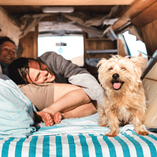 viajar con tu mascota