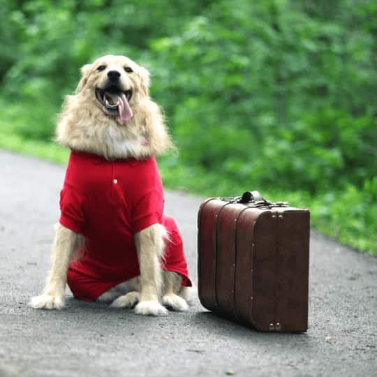 viaje con tu mascota